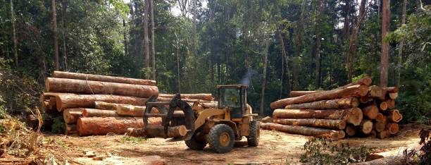 Best Tree Disease Treatment  in Austell, GA